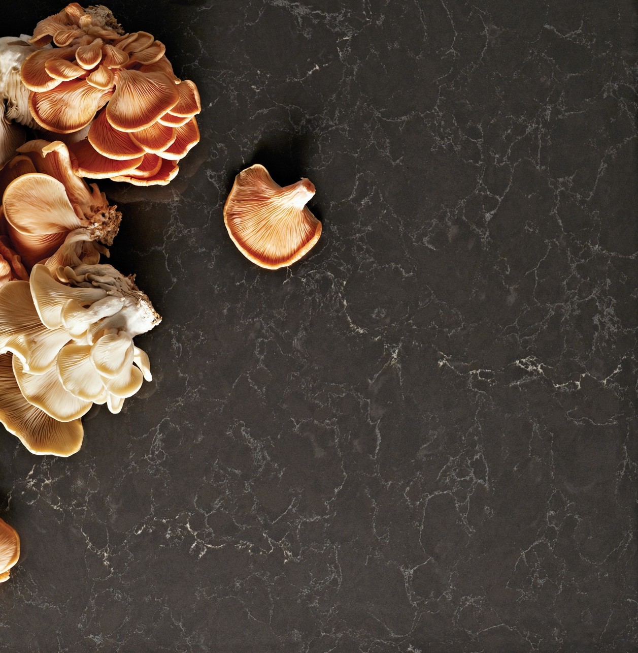 Caesarstone 5003 Piatra Grey quartz countertop with mushrooms